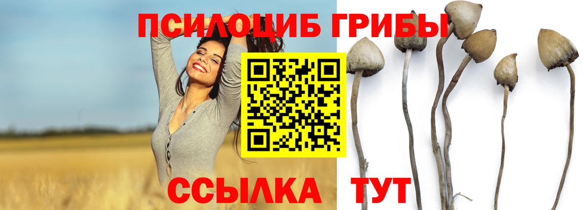 Галлюциногенные грибы Psilocybe  Донецк 